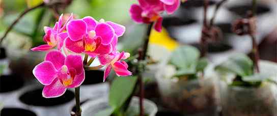 25Orquideas.jpg