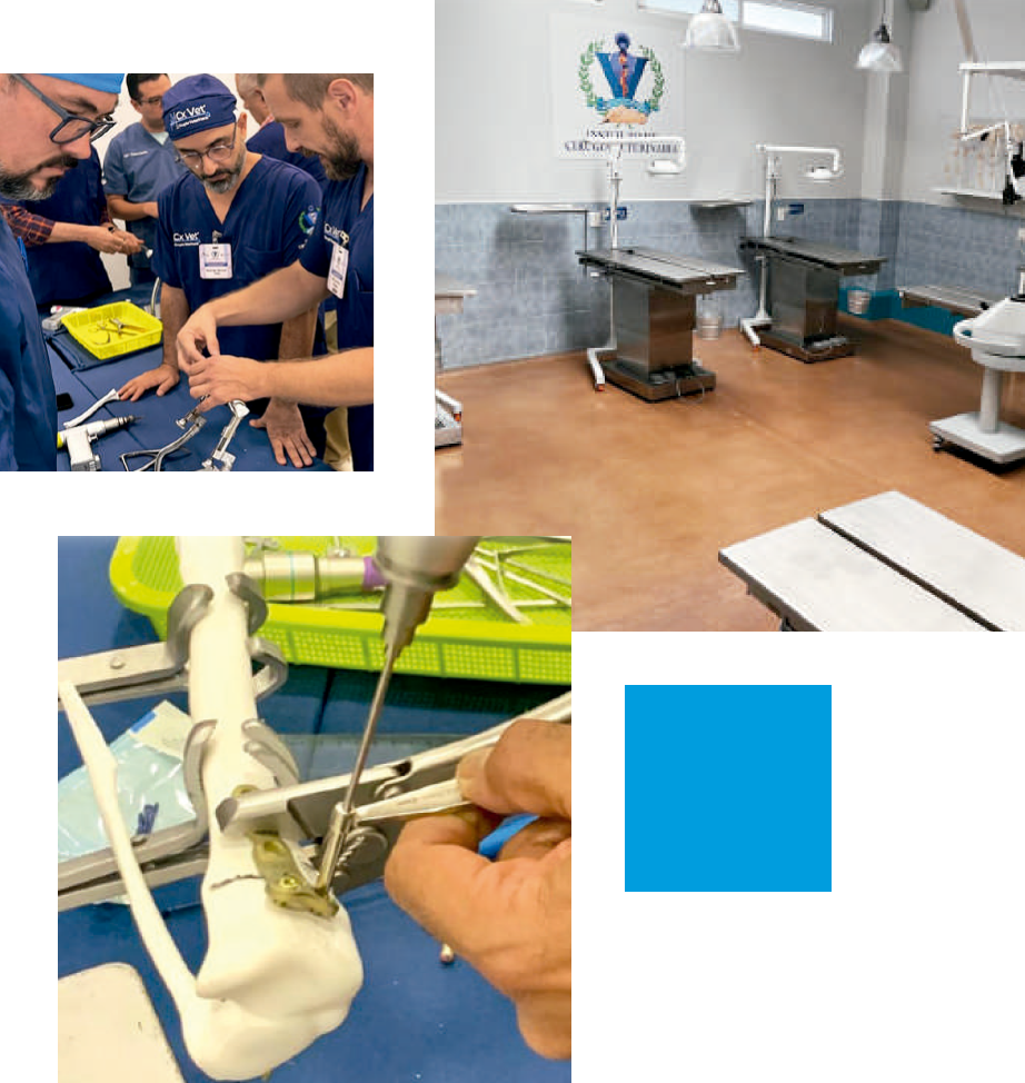 Imagen 2 Cirugia Veterinaria.png