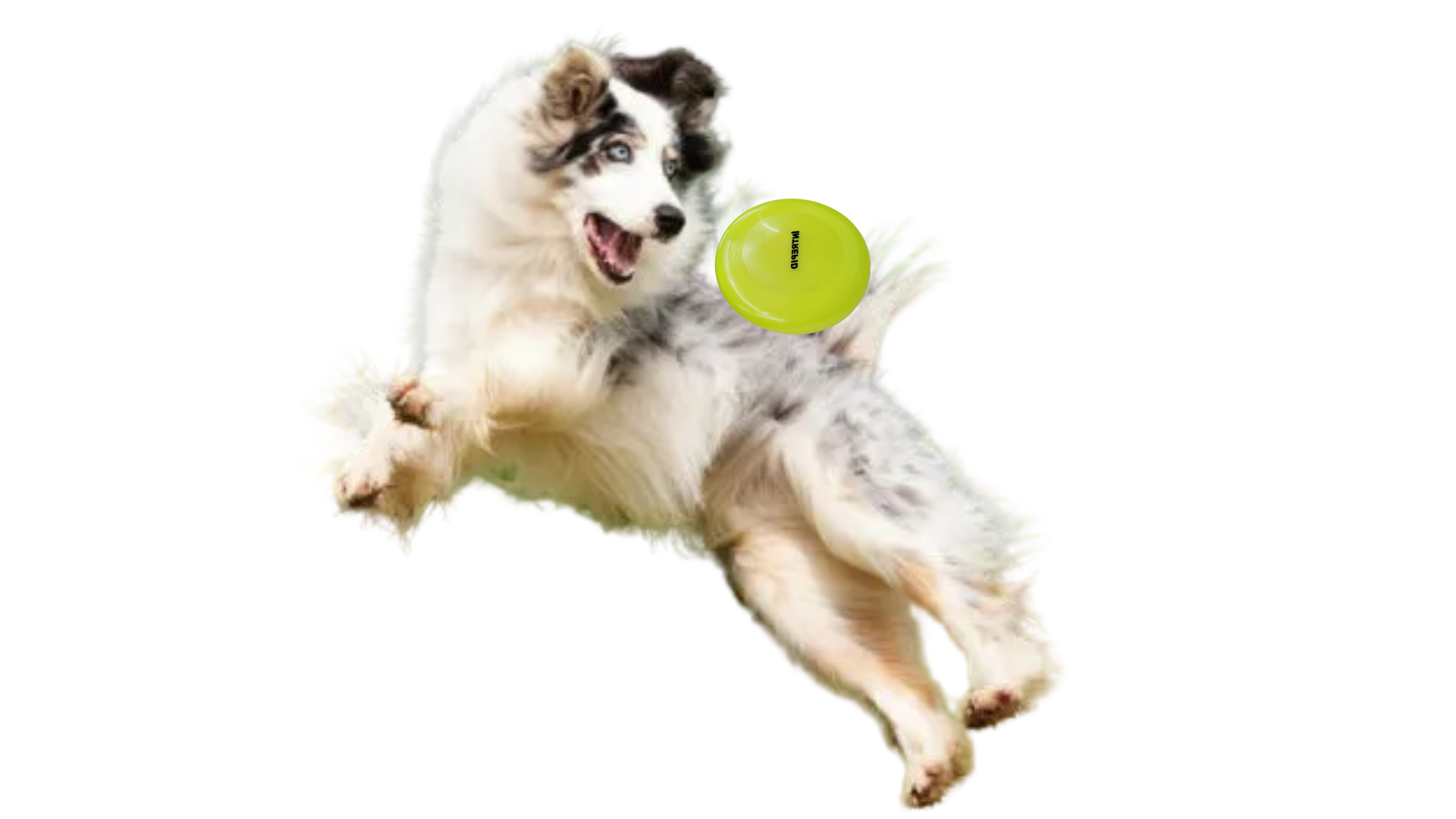 Pet Global Fest (9).png