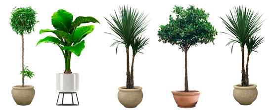 14Plantas_Naturales.jpg