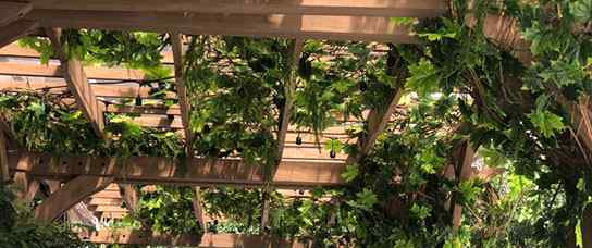 19Plafon_Verde.jpg